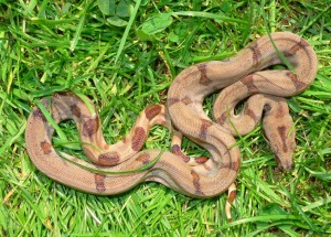 Boa constricteur