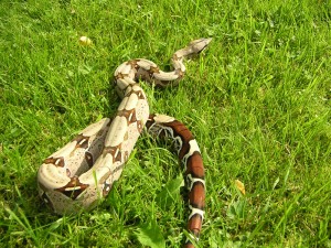 Boa constricteur