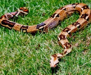 Boa constricteur