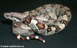 Boa constricteur