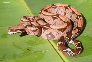 Boa constricteur