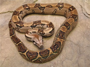 Boa constricteur