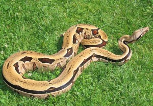 Boa constricteur