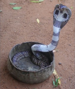 Bongare indien
