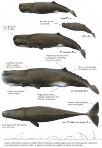 Cachalot