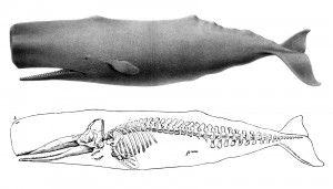 Cachalot