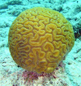 Cerveau de Neptune