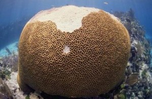 Cerveau de Neptune