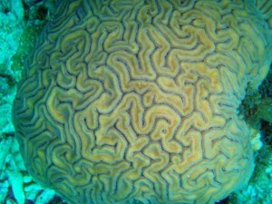 Cerveau de Neptune