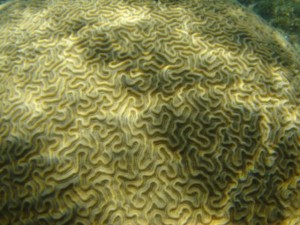 Cerveau de Neptune