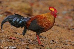 Coq de Lafayette