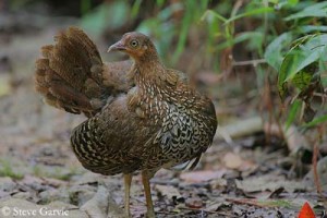 Coq de Lafayette