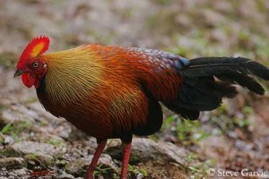 Coq de Lafayette