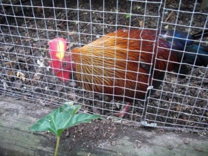 Coq de Lafayette