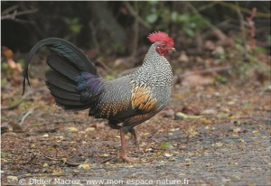 Coq de Lafayette
