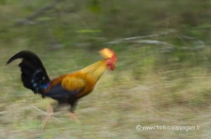Coq de Lafayette