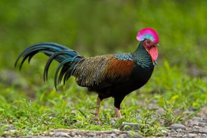 Coq de Lafayette