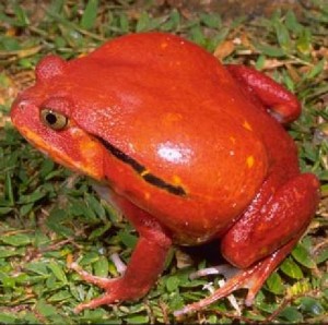 Crapaud rouge de Madagascar