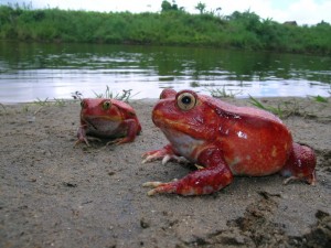 Crapaud rouge de Madagascar