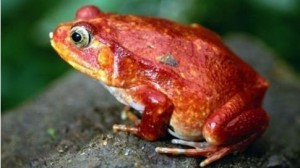 Crapaud rouge de Madagascar