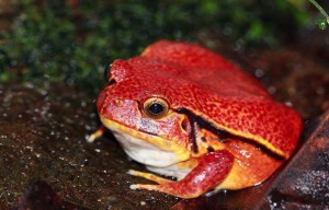 Crapaud rouge de Madagascar