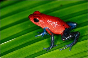 Crapaud rouge de Madagascar