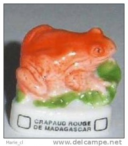 Crapaud rouge de Madagascar