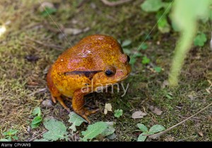 Crapaud rouge de Madagascar