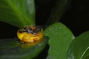 Crapaud rouge de Madagascar