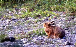 Lapin de Floride
