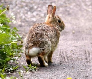 Lapin de Floride