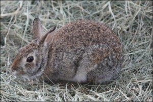 Lapin de Floride