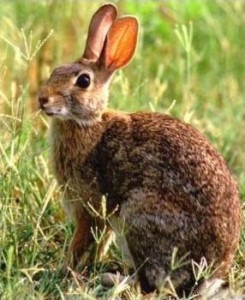 Lapin de Floride