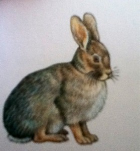 Lapin de Floride
