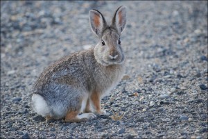 Lapin de Floride