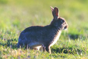 Lapin de Floride