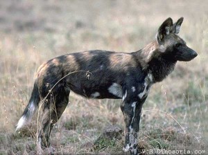 Lycaon