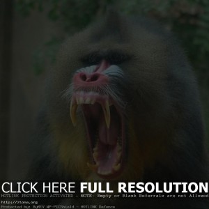 Mandrill
