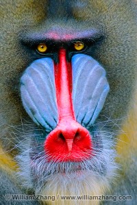 Mandrill
