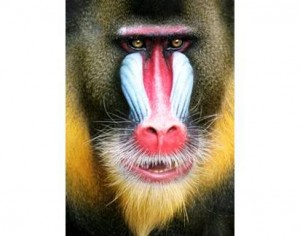 Mandrill