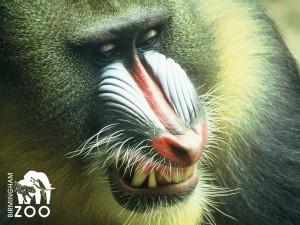 Mandrill