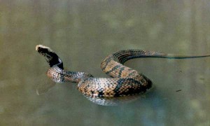 Mocassin d'eau
