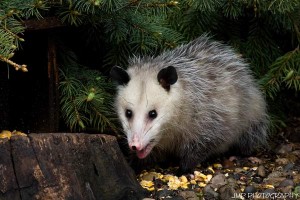 Oppossum de Virginie
