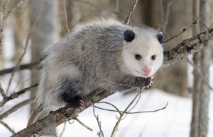 Oppossum de Virginie