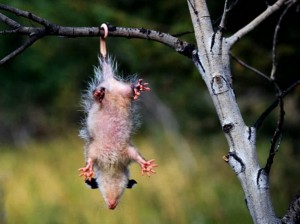 Oppossum de Virginie