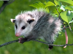 Oppossum de Virginie