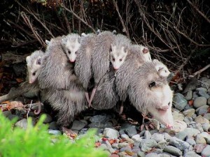 Oppossum de Virginie