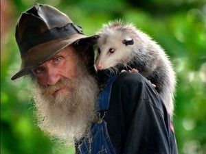 Oppossum de Virginie