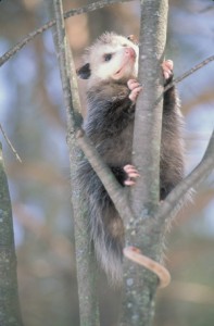 Oppossum de Virginie