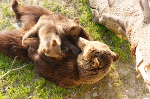 Ours brun